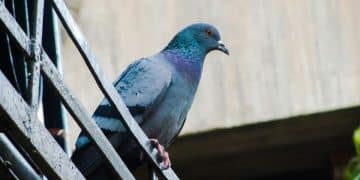 Saïd reçoit sur la nuque une énorme fiente de pigeon et se retrouve en incapacité de travail
