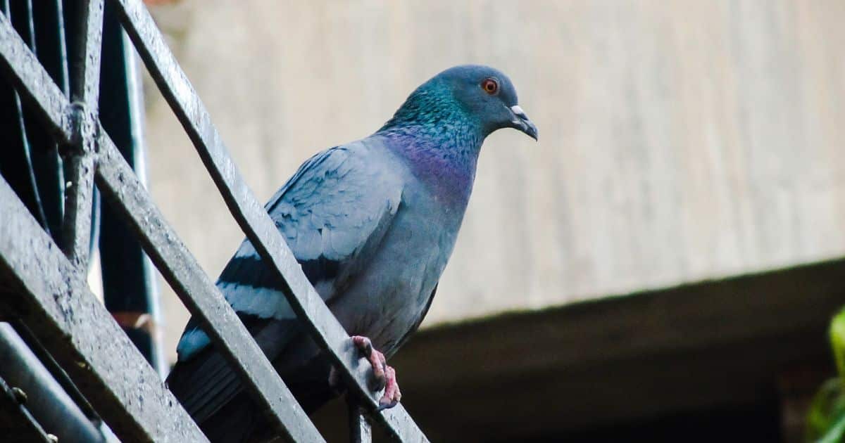 Saïd reçoit sur la nuque une énorme fiente de pigeon et se retrouve en incapacité de travail