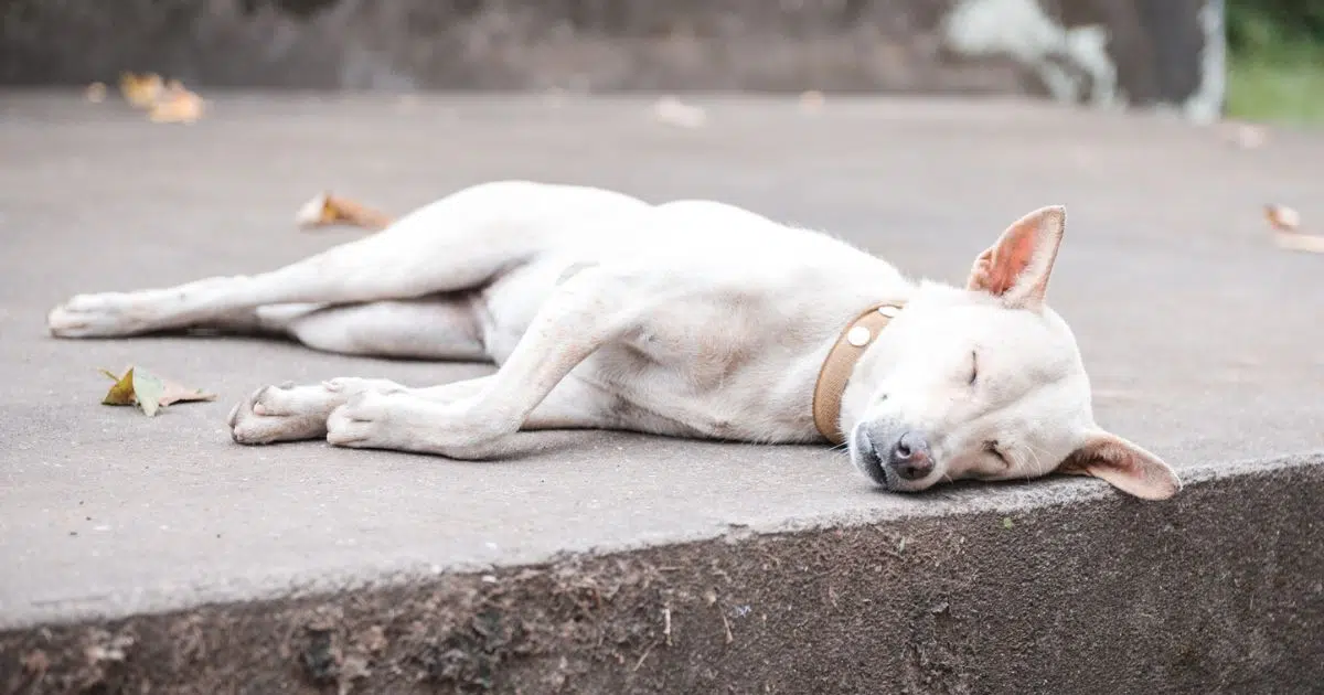 chien trottoir