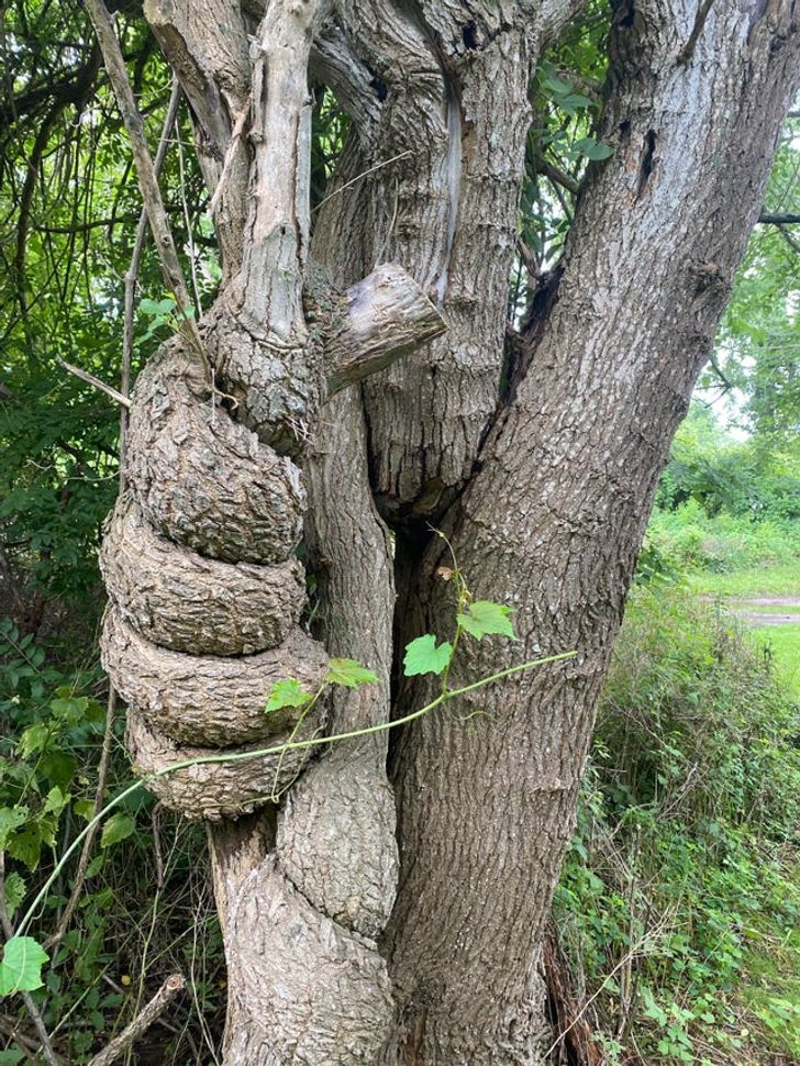 Nature insolite - un arbre avec le pouce levé