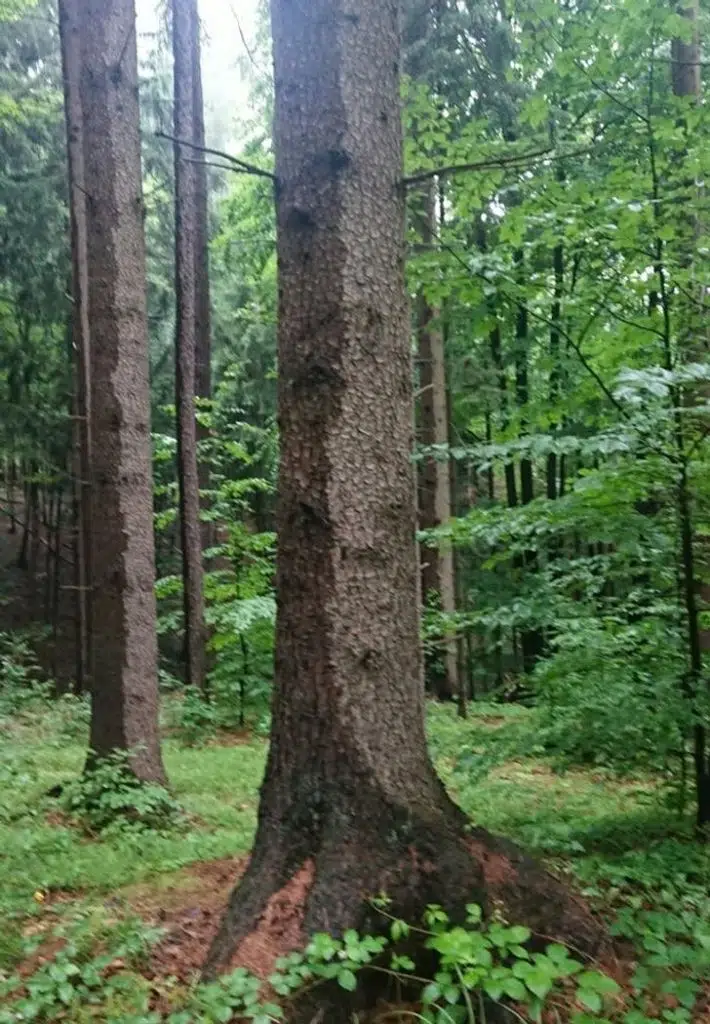 Des arbres après une tempête