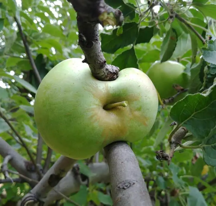 Pomme déformée