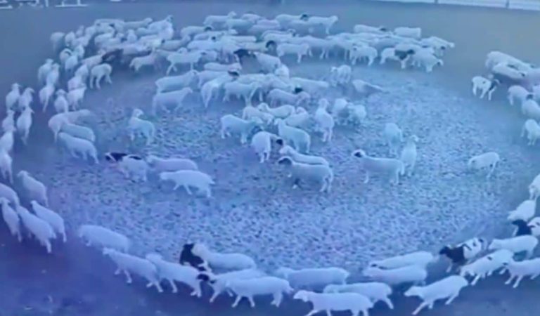 Chine : un troupeau de moutons tourne mystérieusement en rond pendant 12 jours