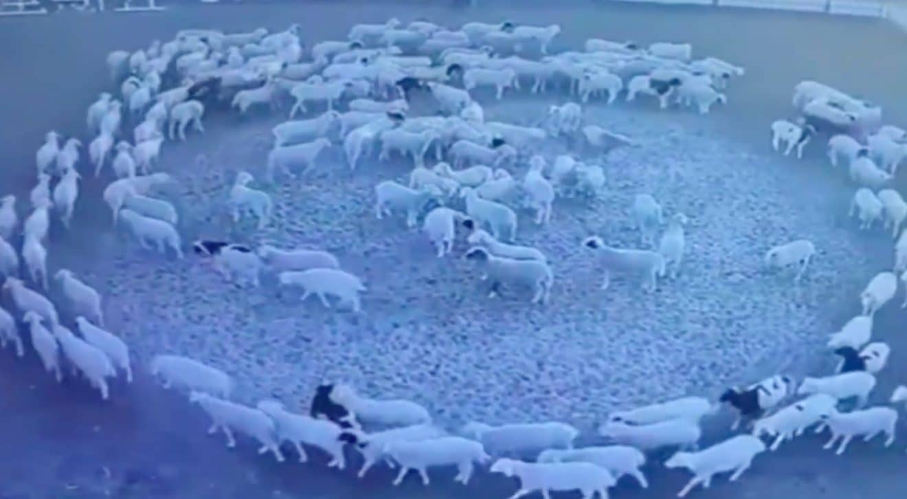Cercle-de-moutons-scaled