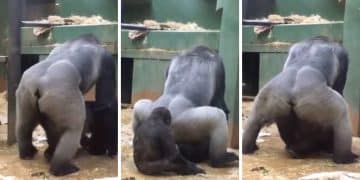 Des gorilles s'accouplant au zoo