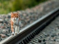 Un chat sur les rails