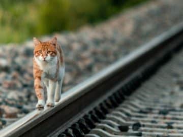 Un chat sur les rails