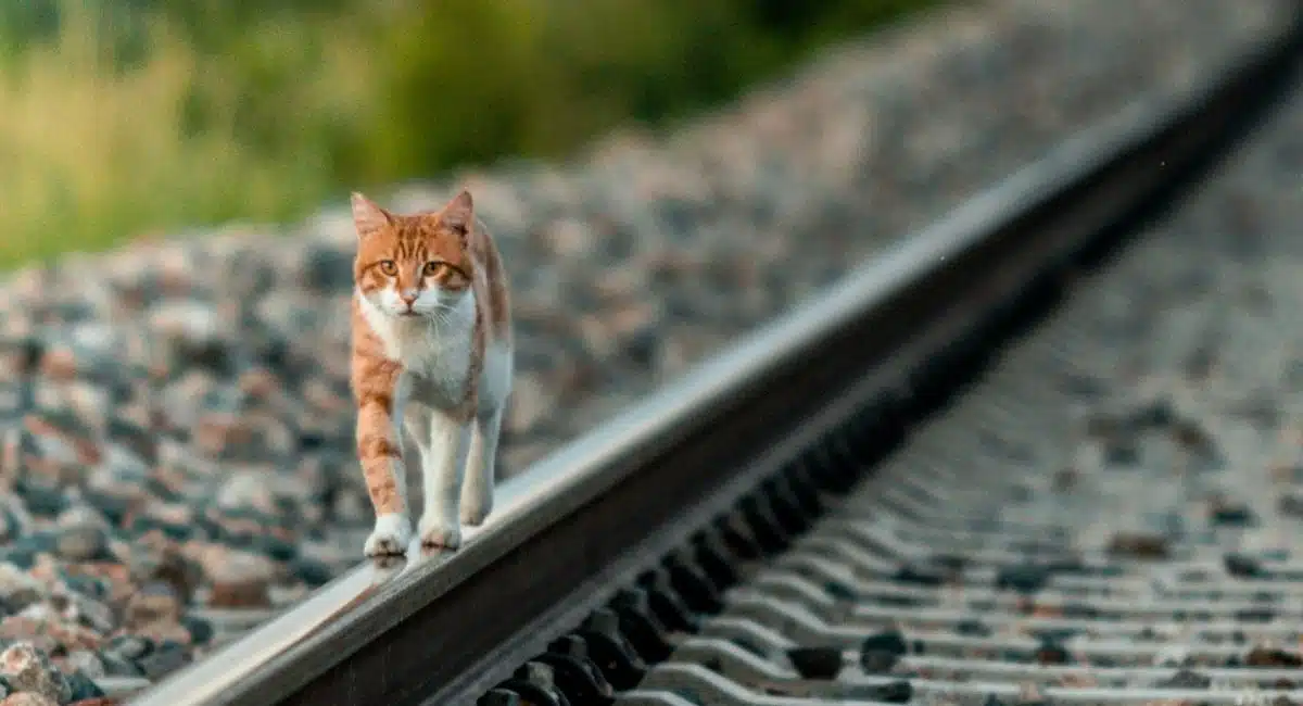 Un chat sur les rails