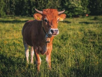 Cloche autour du cou d'une vache