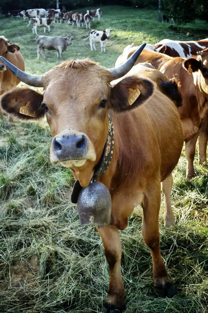 Vaches avec cloche