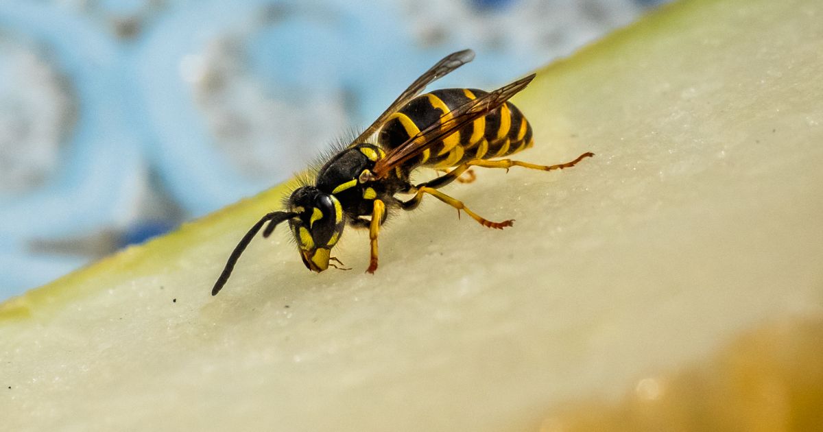 Portez Ces Couleurs Pour viter Les Piq res Des Gu pes
