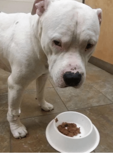 Cet homme n’aurait jamais pu imaginer la source du malaise de son chien