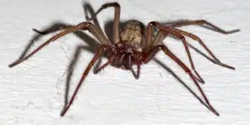 Pourquoi les araignées sont elles plus grosses cette année ? - Depositphotos