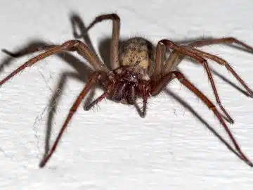 Pourquoi les araignées sont elles plus grosses cette année ? - Depositphotos
