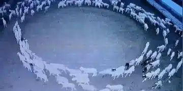 Moutons qui tournent en rond