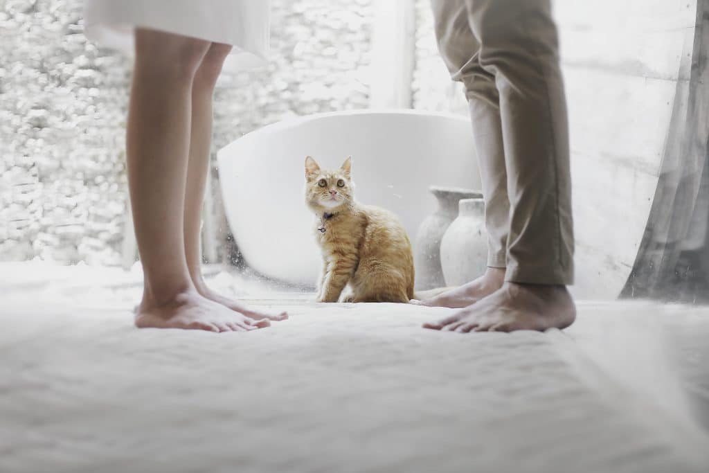 Êtes-vous un papa-chat ou une maman-chat ?