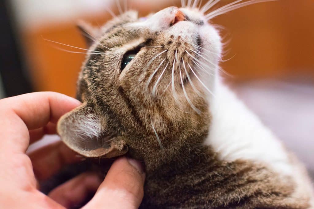 un chat qui considère son propriétaire comme ses parents