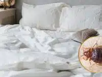 punaise de lit dans maison